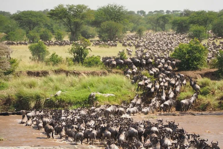 Great Migration Safari