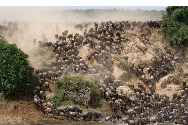 Maasai Mara