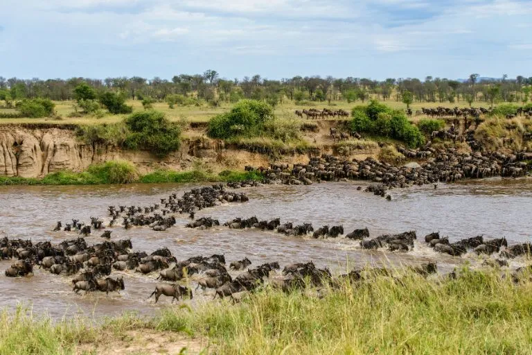 Masai Mara Wildebeest Migration