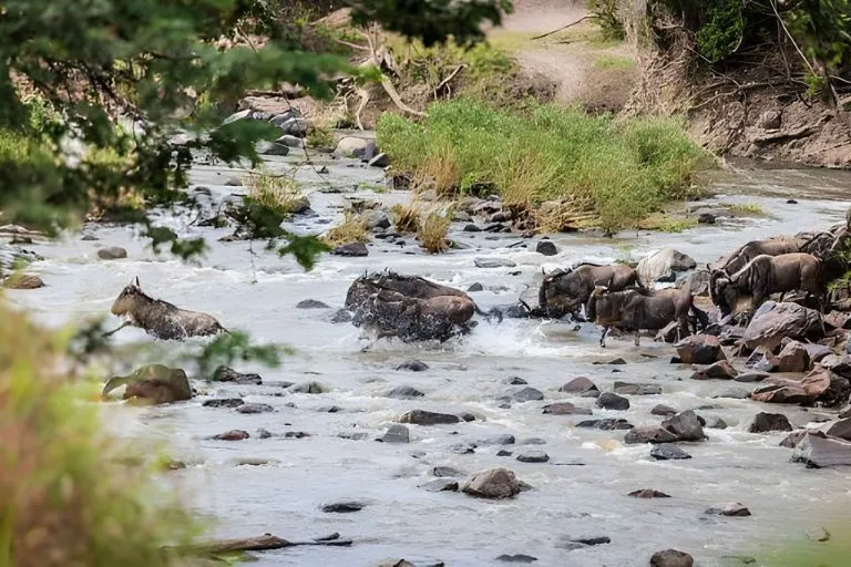 Migration Safari Experience