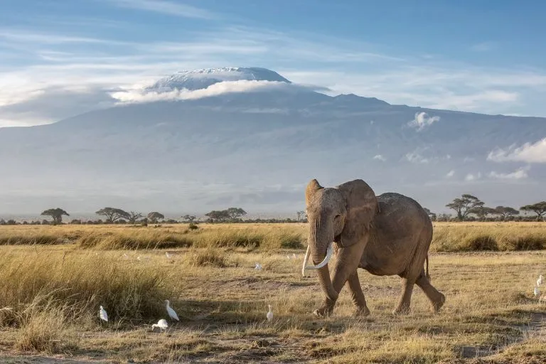 Amboseli National Park