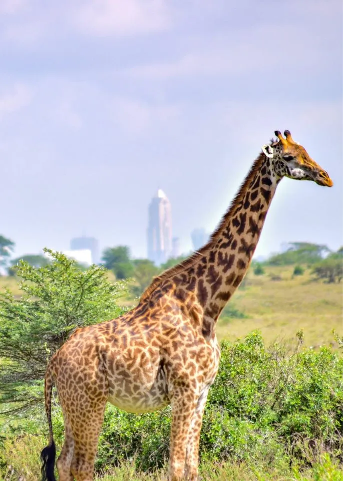 Kenya Safaris