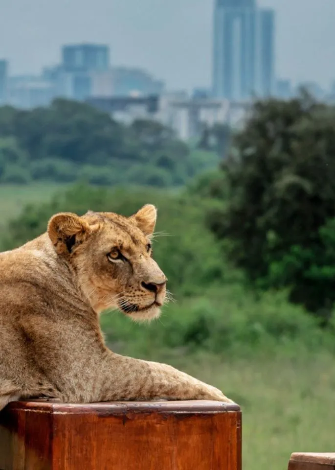 Kenya Wildlife Safaris