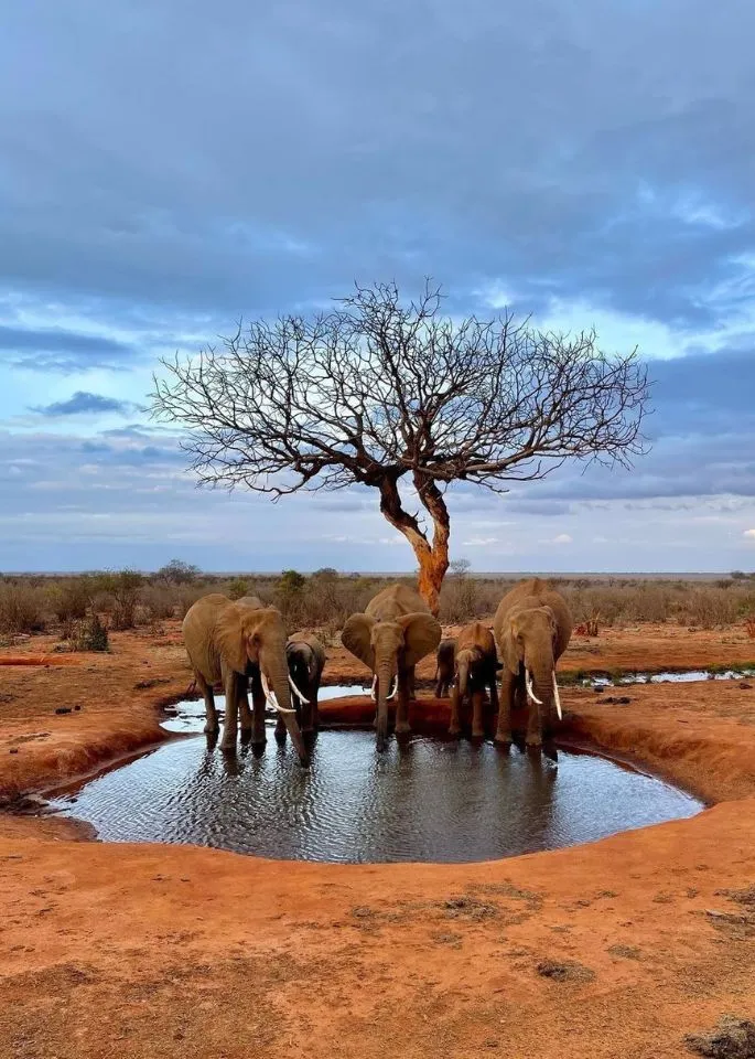 Mount Kilimanjaro Elephants