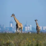Nairobi National Park