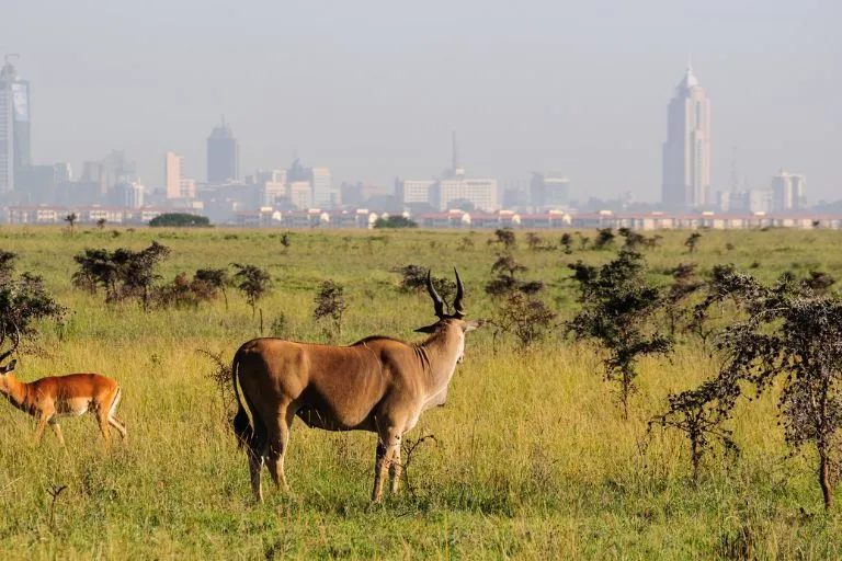 Nairobi National Park Safari