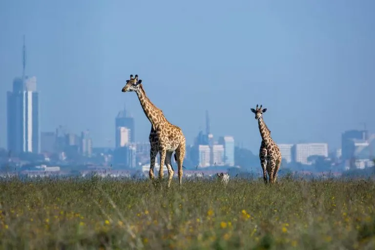 Nairobi National Park