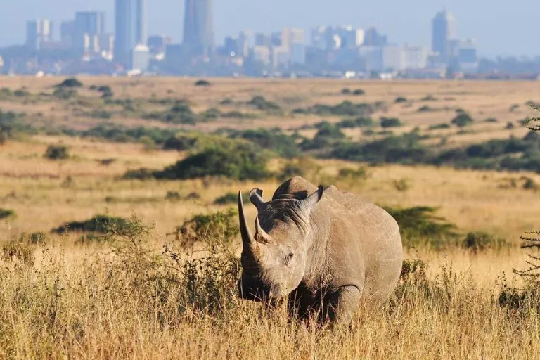 Nairobi Wildlife Safaris