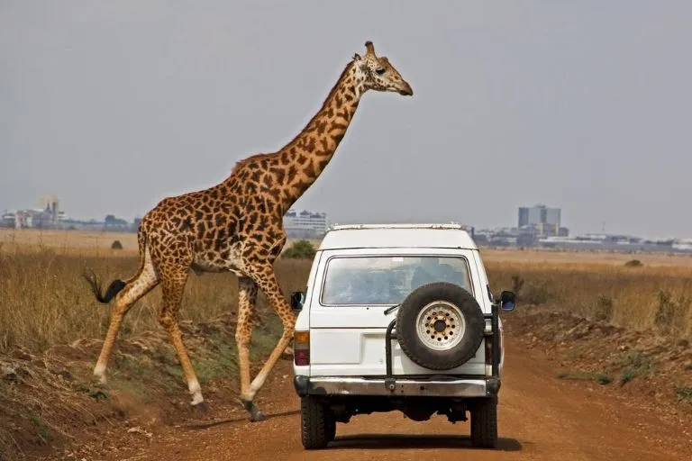 Safari Cost in Nairobi National Park